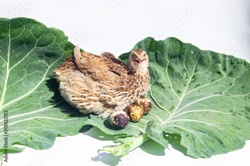 Wallpaper Mural Quail hens and eggs with big leaves isolated on white.Domesticated quails are important agriculture poultry  Torontodigital.ca
