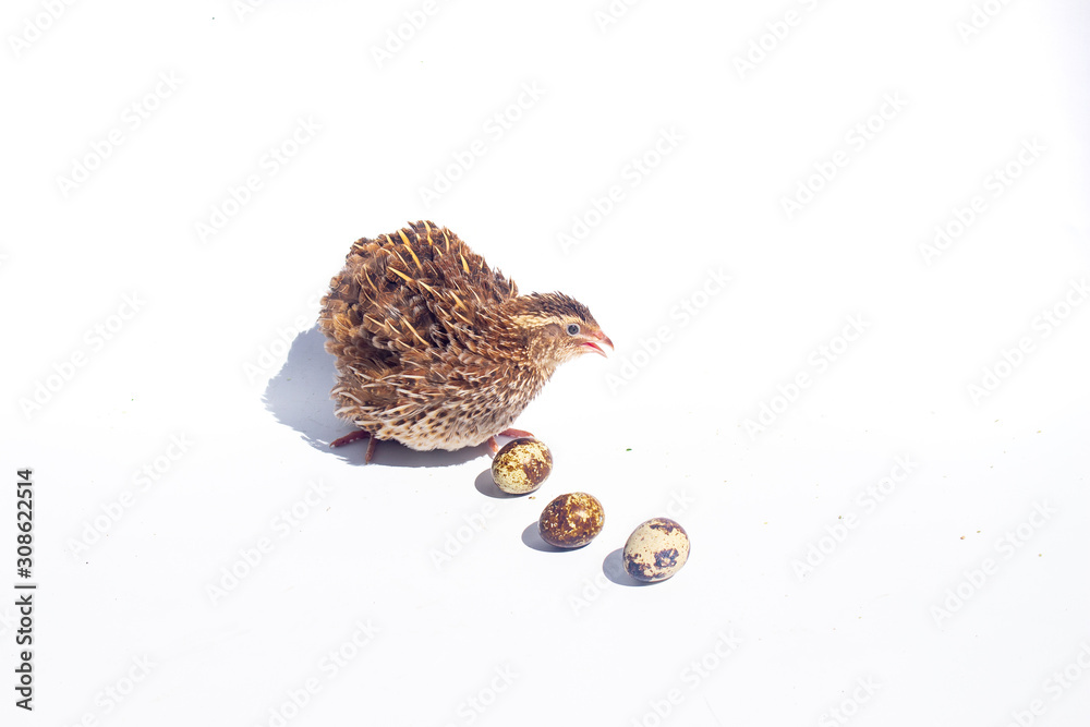 Quail hens and eggs isolated on white.Domesticated quails are important agriculture Quail hens and eggs isolated on white.Domesticated quails are important agriculture