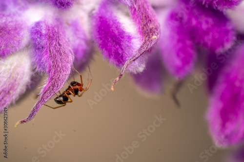 Small spider hanging from purple flower.