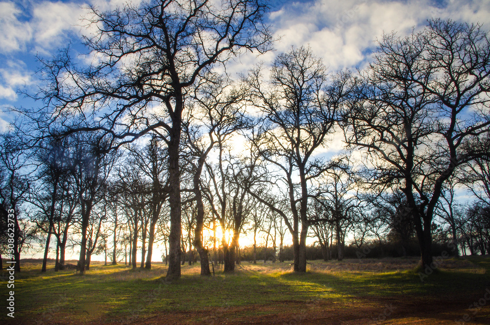 Sunset behind an oak tree in a countryside .