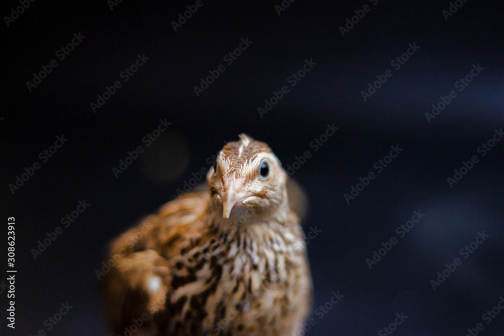 Fototapeta premium Quail and eggs isolated on Black.Domesticated quails are important agriculture , selective focus 
