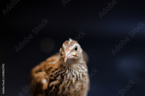 Quail and eggs isolated on Black.Domesticated quails are important agriculture , selective focus 