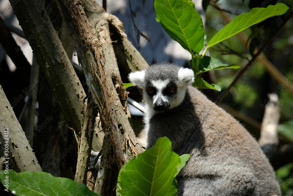 Fototapeta premium The ring-tailed lemur is a large strepsirrhine primate and the most recognized lemur due to its long, black and white ringed tail. Like all lemurs it is endemic to the island of Madagascar.