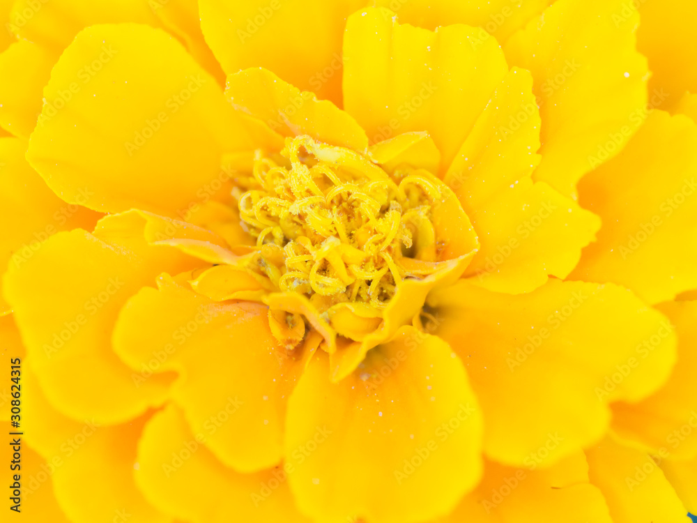 Close up of a yellow marigold flower