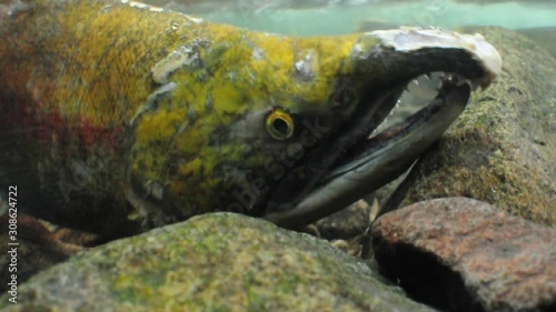 Male Sockeye salmon dying after spawning