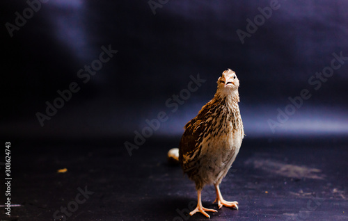 Quail and eggs isolated on Black.Domesticated quails are important agriculture , selective focus 