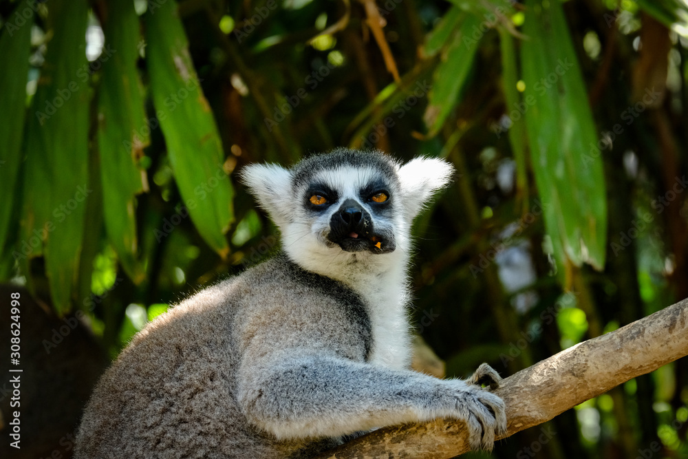 Obraz premium The ring-tailed lemur is a large strepsirrhine primate and the most recognized lemur due to its long, black and white ringed tail. Like all lemurs it is endemic to the island of Madagascar.