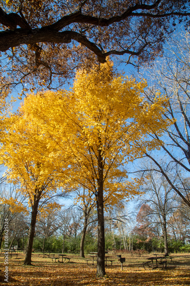 Vertical photograph of yellow trees on an autumn day in a picnic area in a park Vertical photograph of yellow trees on an autumn day in a picnic area in a park