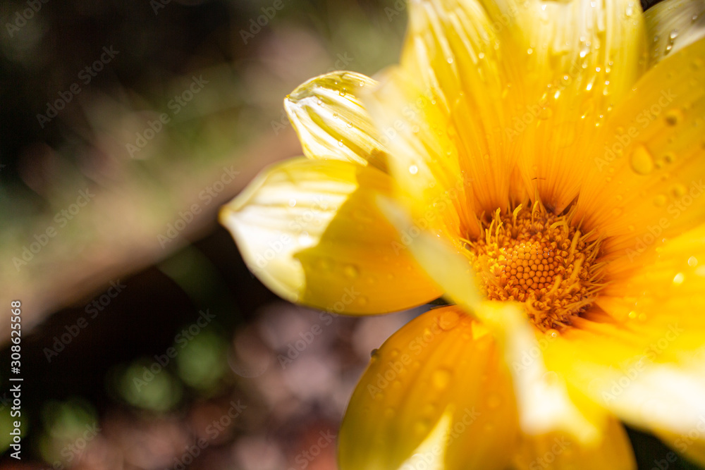 Fototapeta premium yellow lily flower
