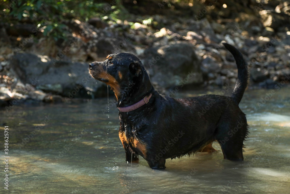 Are Rottweilers Natural Swimmers