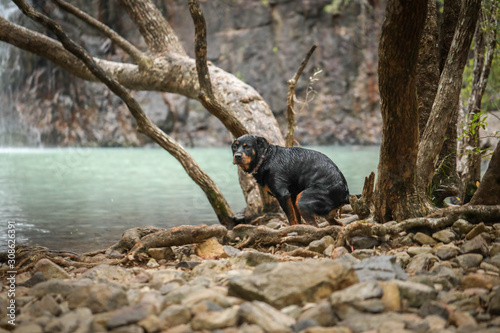 Rottweiler dog pooping on rocks near a beautiful waterhole  photo