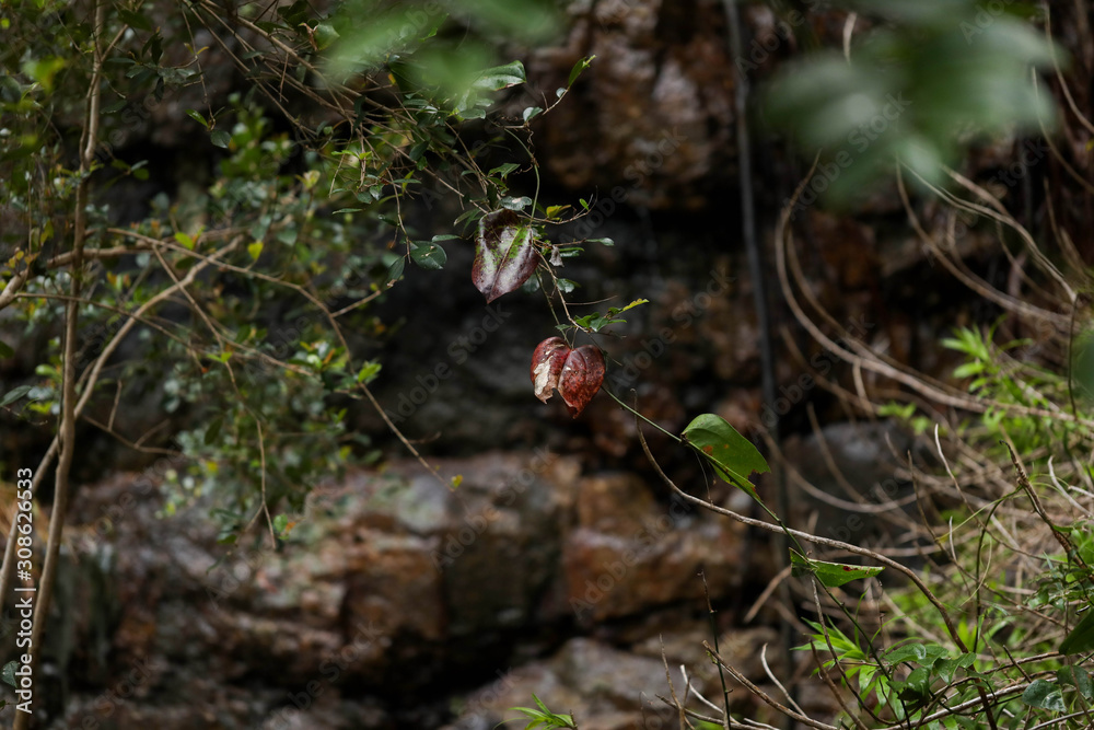 Plants and tree roots growing among damp rocks in rainforest at Cedar Creek Falls near Airlie Beach, Queensland Australia