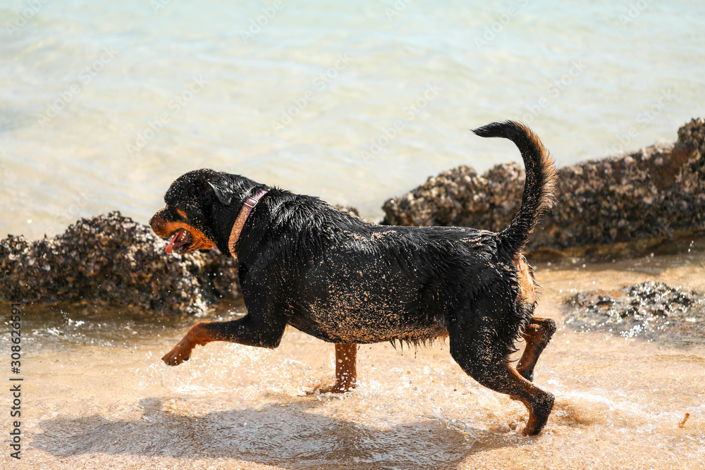 Rottweiler dog playing and swimming at the beach at Cape Gloucester, North Queensland, Australia