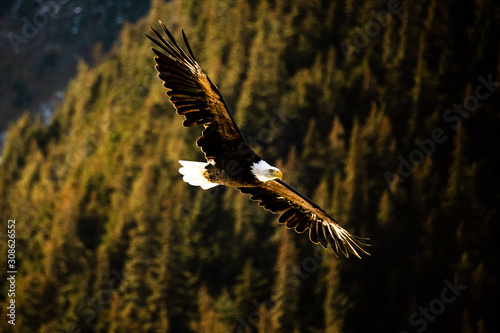 A Bald Eagle flies in Alaska.