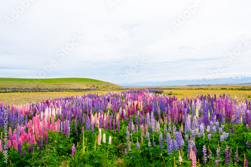 Beautiful landscape of Lupins flower and Alpine mountains around Lake Tekapo area, New Zealand.
