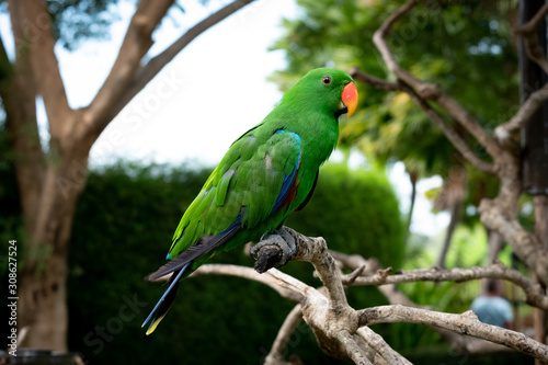 The eclectus parrot is a parrot native to the Solomon Islands, Sumba, New Guinea and nearby islands, northeastern Australia, and the Maluku Islands.