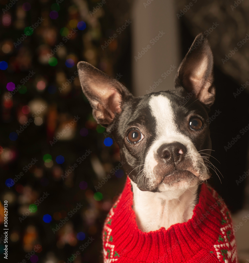 Boston Terrier Puppy Ready for First Christmas.