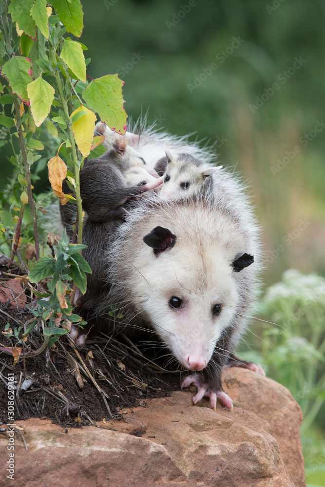 Naklejka premium Mother and baby Opossums