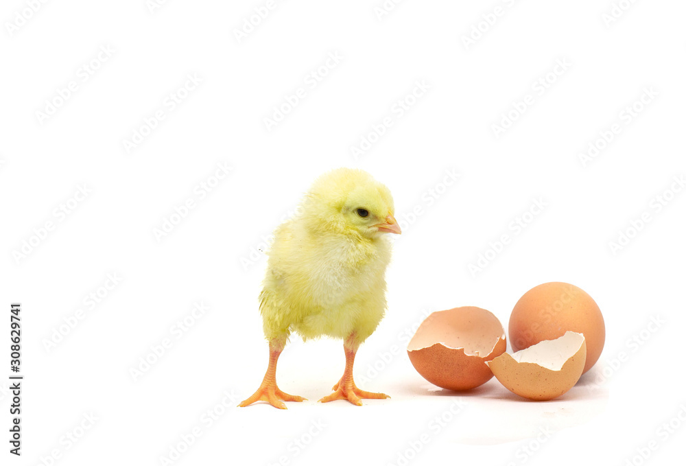 beautiful little chicken, egg and eggshell isolated on the white