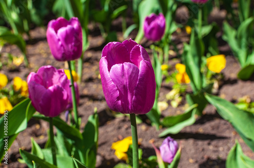 Close-up of cold pink tulip bud in a garden.