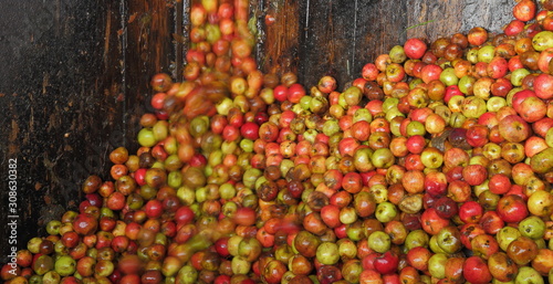 Photos Harvested cider apples inside distillery in Somerset, United Kingdom