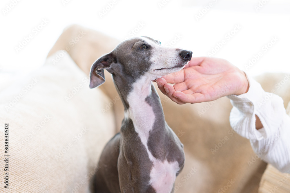 なでられるイタリアングレイハウンド犬