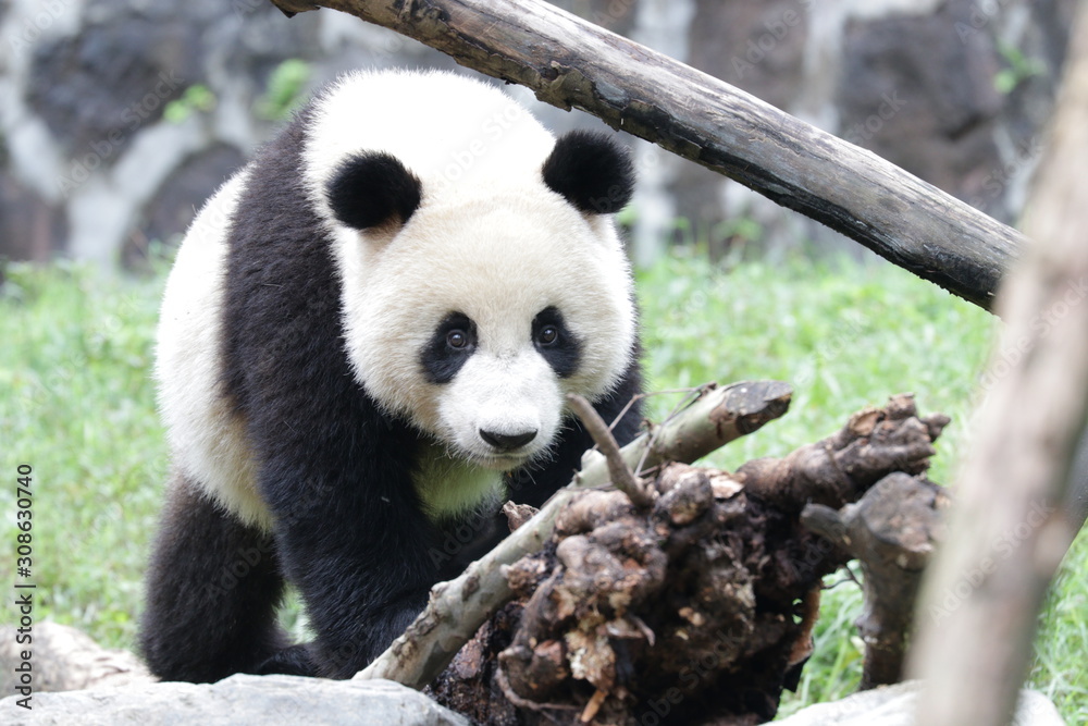 Fototapeta premium Close up Little Cute Panda , Dujiangyan, China