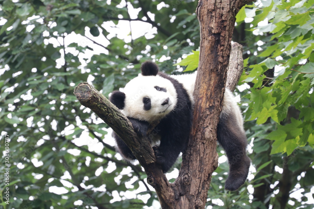 Obraz premium Fluffy Playful Panda Cub on the Tree, Chengdu, China