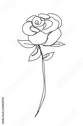 rose Flower ,line drawing style, art design