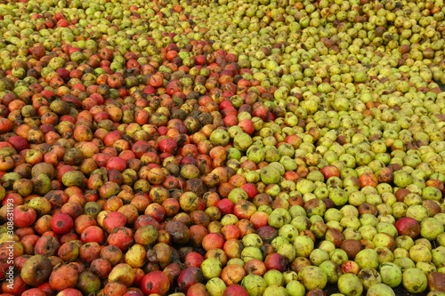 Large group of harvested cider apples inside destillery in Somerset, United Kingdom