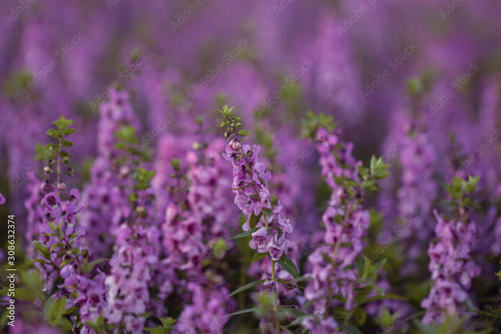 Salvia Flower in the garden.Beautiful purple flower in the garden.Selective focus flower.Sage flower. Salvia Flower in the garden.Beautiful purple flower in the garden.Selective focus flower.Sage flower.