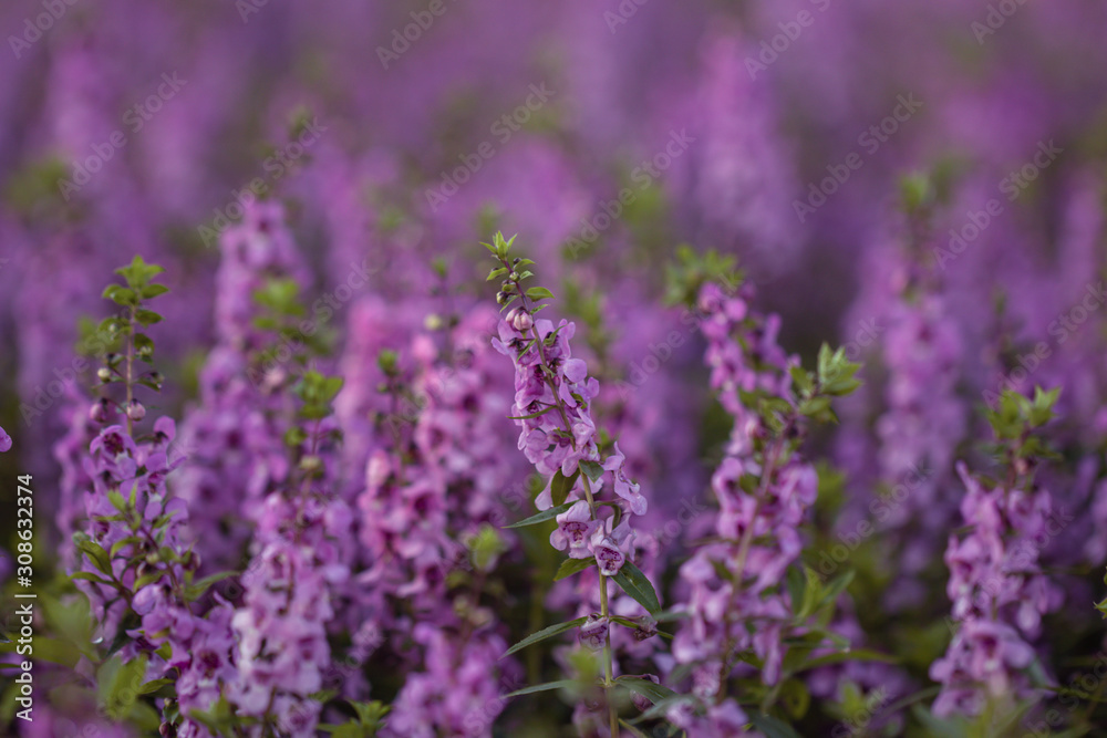 Salvia Flower in the garden.Beautiful purple flower in the garden.Selective focus flower.Sage flower.