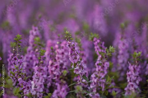 Salvia Flower in the garden.Beautiful purple flower in the garden.Selective focus flower.Sage flower.