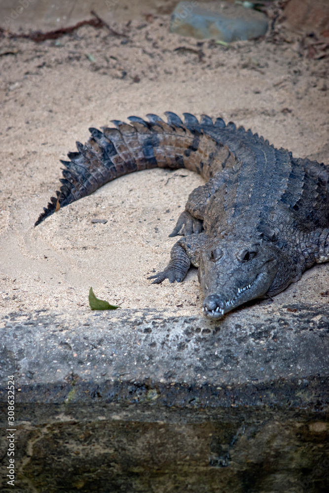 Naklejka premium the fresh water crocodile is next to the water