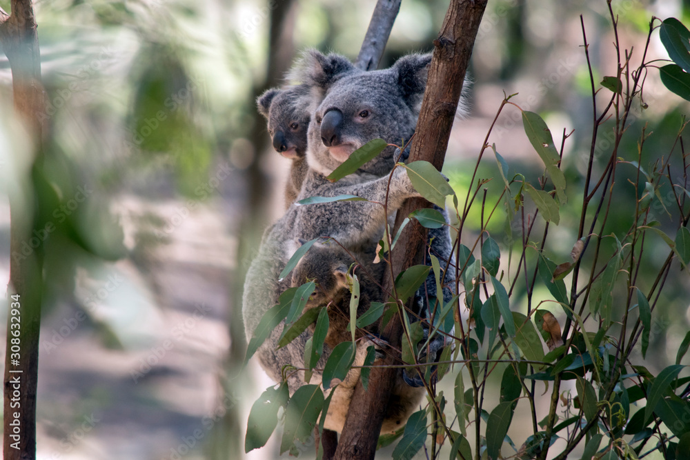 the mother koala has two babies