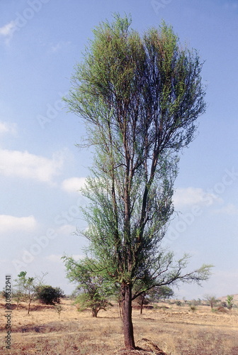 Form. Acacia Nilotica Var Cupressiformis. Babhul. Family: Mimosaceae.  photo