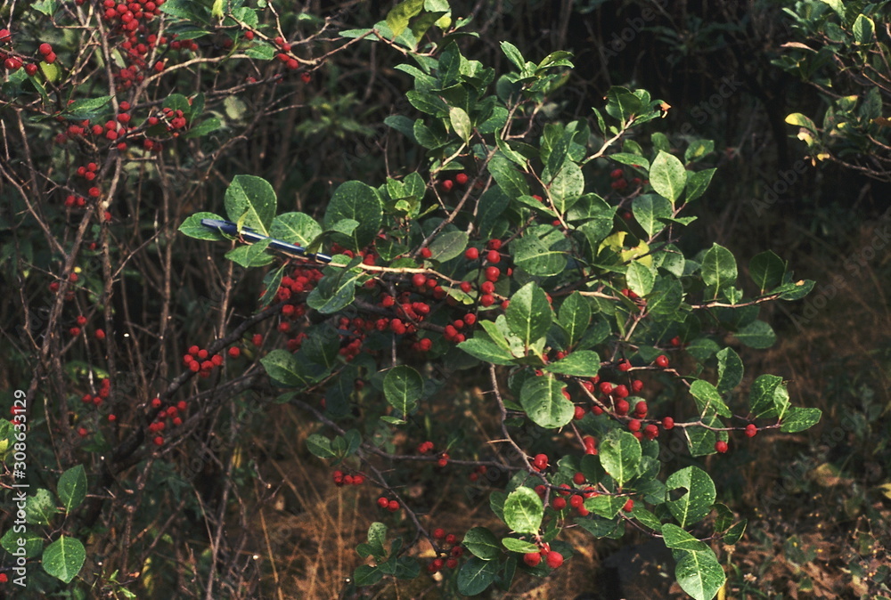 Fruiting branches. Maytenus Rothiana. Family Celastraceae. A large