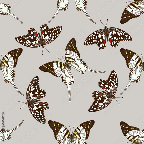 Seamless pattern with hand drawn colored graphium androcles, papilio demoleus photo