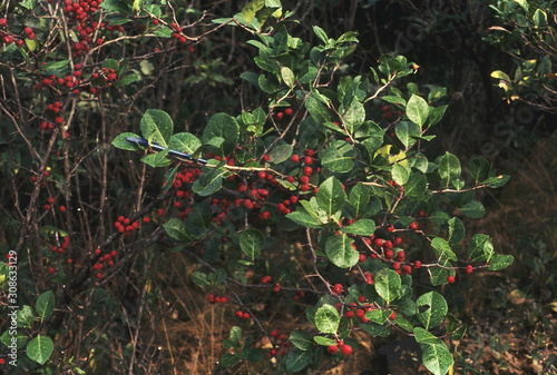 Fruiting branches. Maytenus Rothiana. Family: Celastraceae. A large shrub with bright red hard inedible fruits. photo