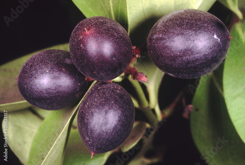 Close up of fruit.Carissa Carandas. Family: Apocyanaceae. A large climbing trorny shrub. The fruit are round, edible and dark purple/black when ripe. They can be pickled and made into squash. photo