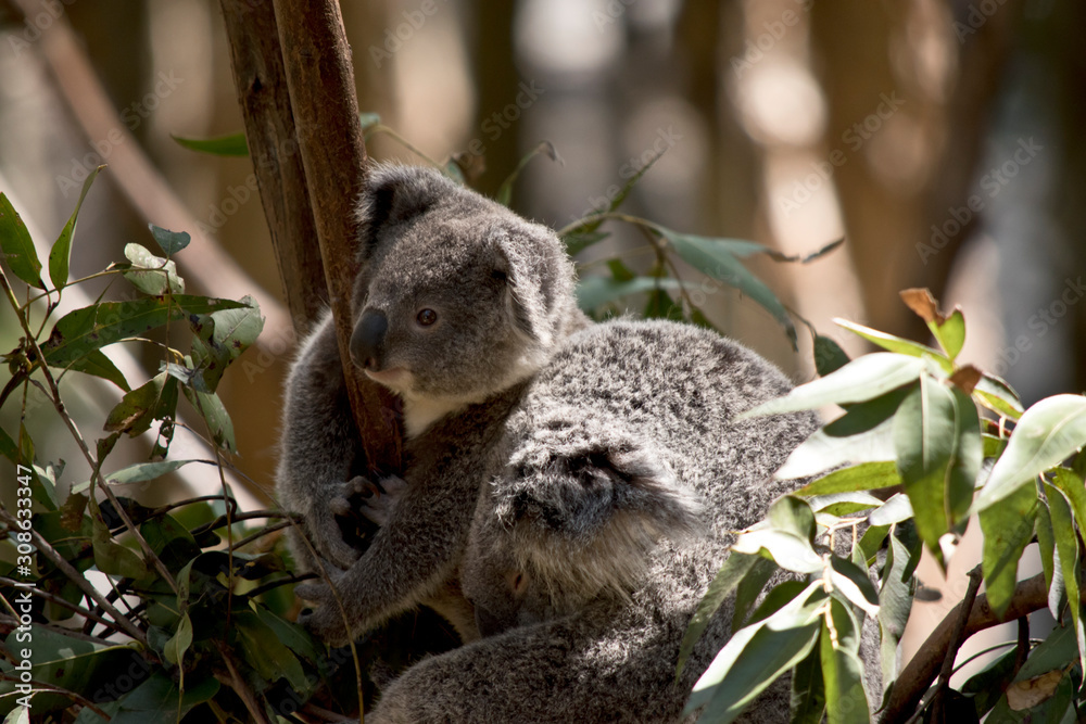 Fototapeta premium the joey koala is next to his mother