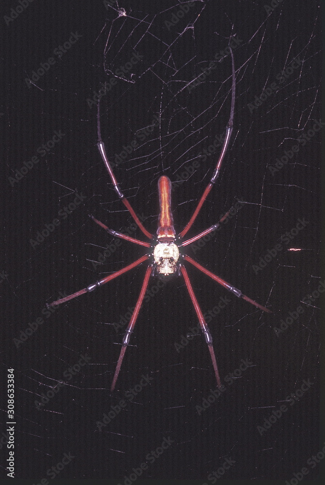 Black Wood spider. A large web-spinning forest spider. Resembles the