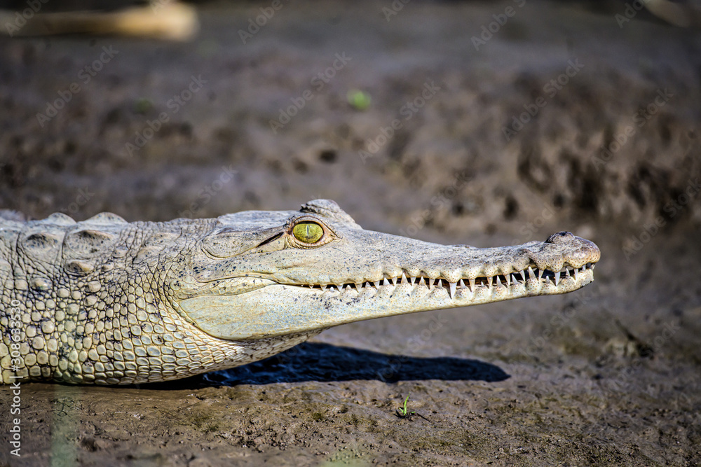 Fototapeta premium Caiman Crocodile resting at the riverbank of the Sierpe Mangrove national Park in Costa Rica wildlife
