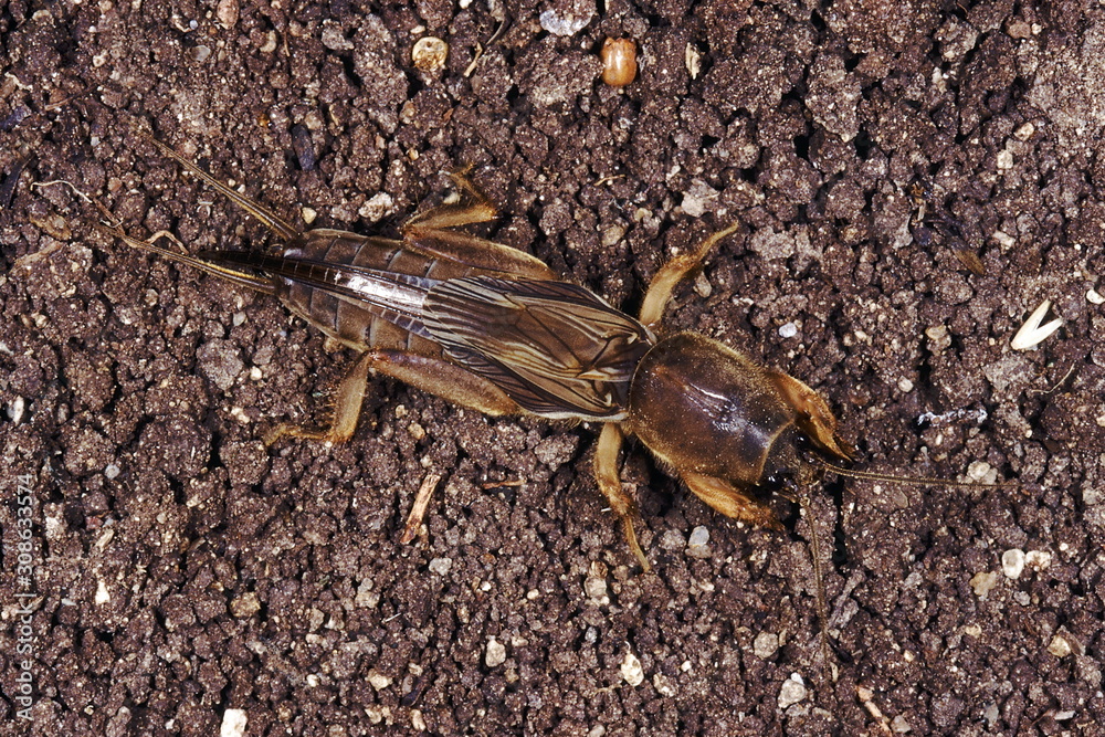 Mole cricket. These crickets are found in the upper layers of soil rich