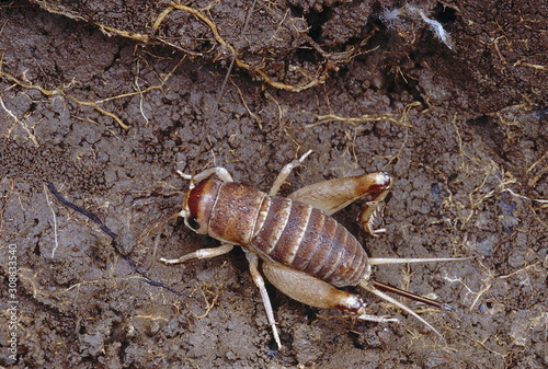 Crickets are usually found under rocks  fallen logs and dry leaves.