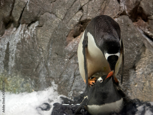 Quadro su tela the gentoo penguins are mating