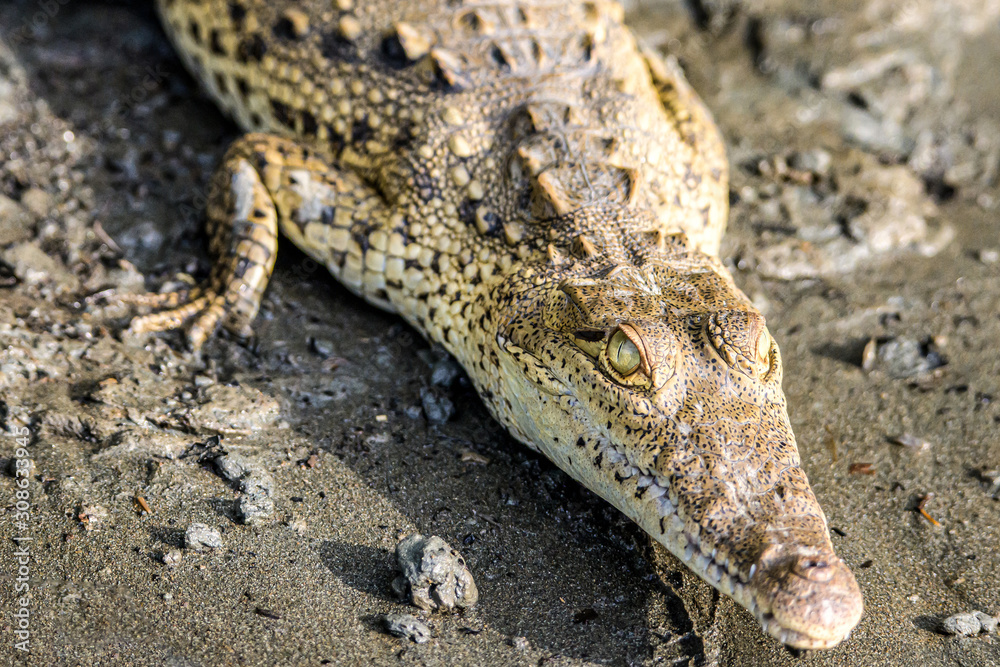 Fototapeta premium Caiman Crocodile resting at the riverbank of the Sierpe Mangrove national Park in Costa Rica wildlife