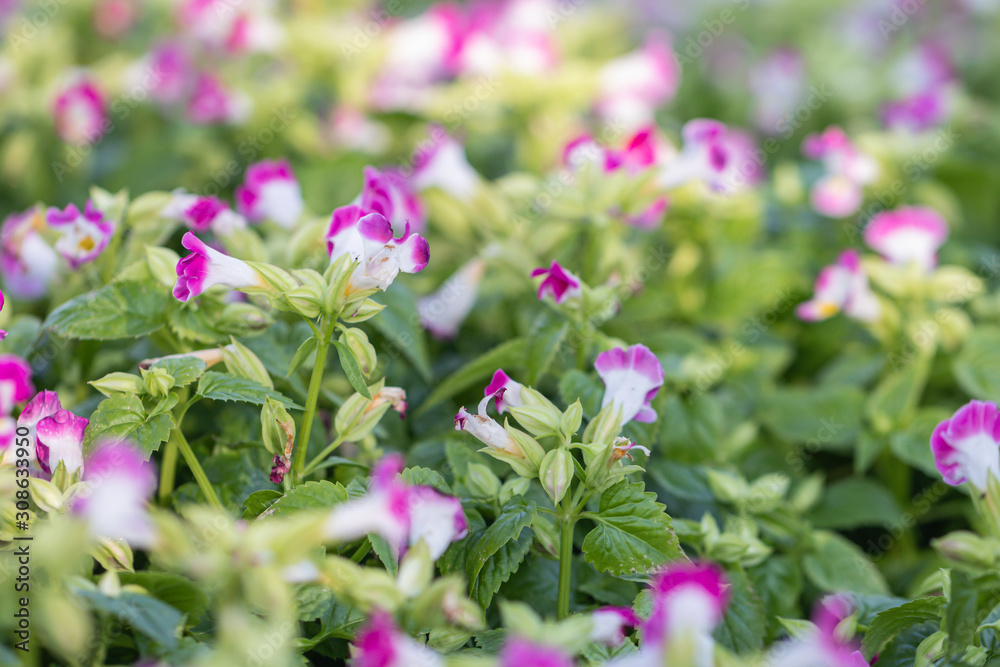 Fototapeta premium Selective focus beautiful purple and white wishbone flower blooming in a garden with morning light. (Bluewings, Torenia, Torenia fournieriLinden)