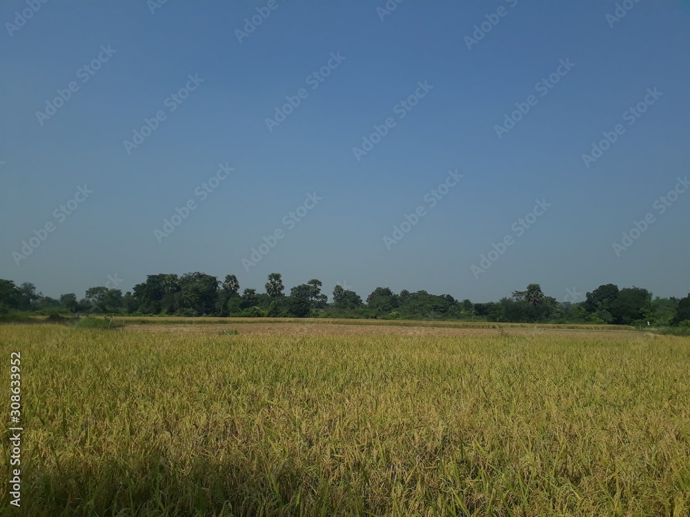 golden wheat field with trees and blue sky background in burnpur agricultural field golden wheat field with trees and blue sky background in burnpur agricultural field