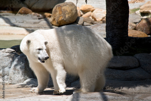 the polar bear is walking © susan flashman